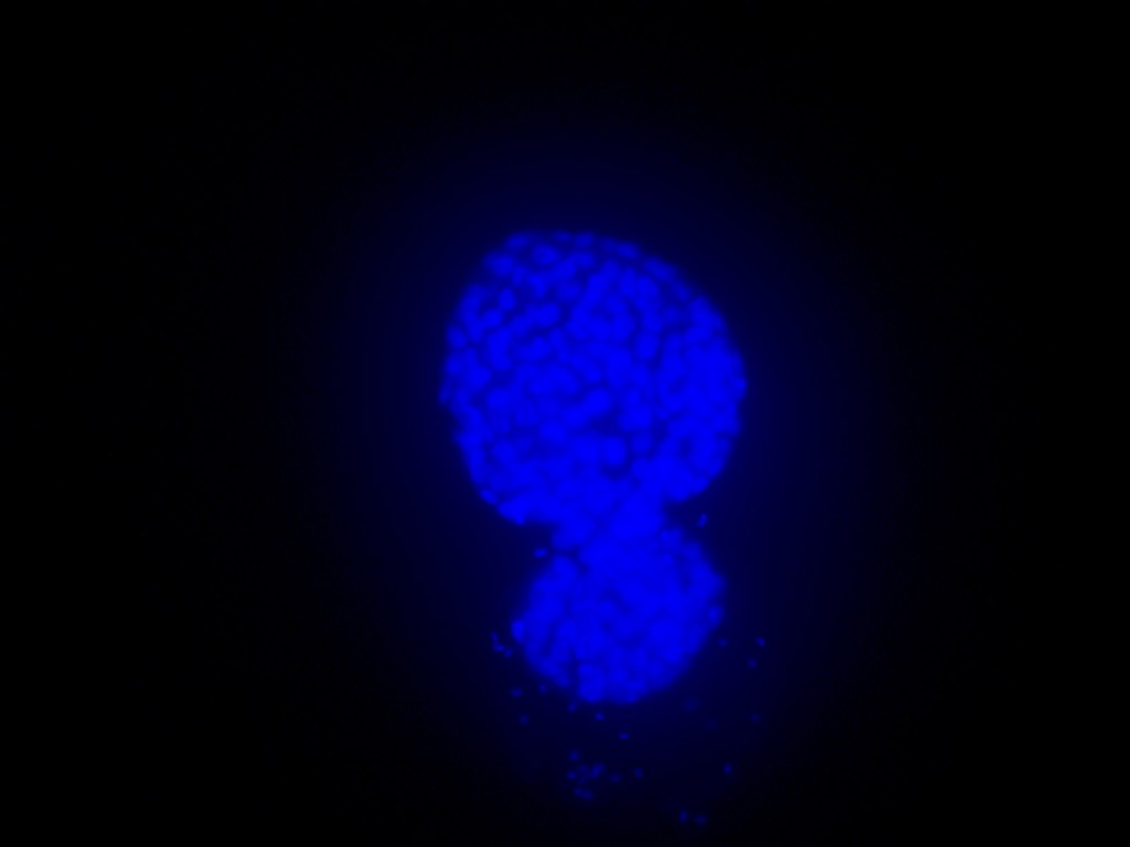 A feline “hatching” blastocyst (embryo) at 22x magnification. Floresent blue dye lights up the cells for counting. “Hatching” is the term for when the blastocyst becomes large enough to possibly implant and exits the zona pellucida that was surrounding the fertilized oocyte.