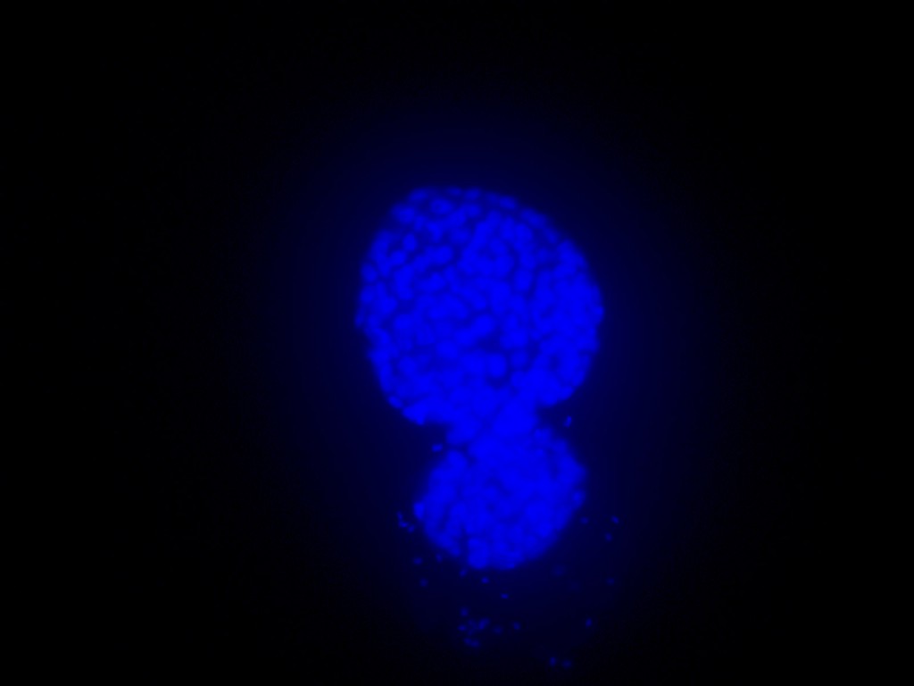 A feline “hatching” blastocyst (embryo) at 22x magnification. Floresent blue dye lights up the cells for counting. “Hatching” is the term for when the blastocyst becomes large enough to possibly implant and exits the zona pellucida that was surrounding the fertilized oocyte.