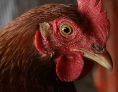 Chicken at Meadow Haven Farm