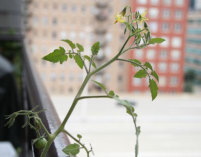 My balcony garden